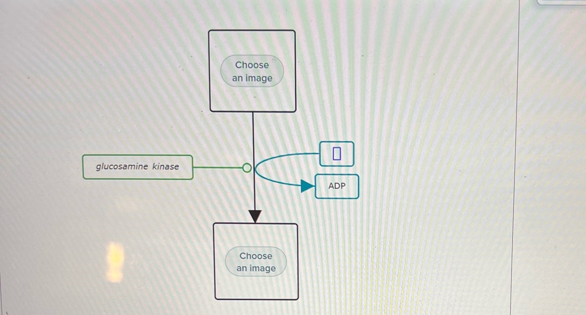 Solved Choose an image glucosamine kinase ADP Choose an