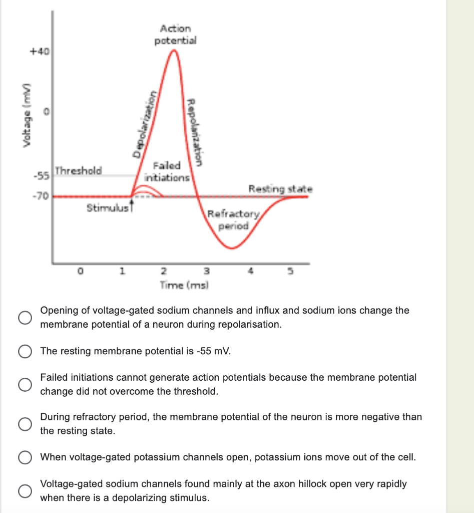 action-potential-definition-steps-phases-kenhub