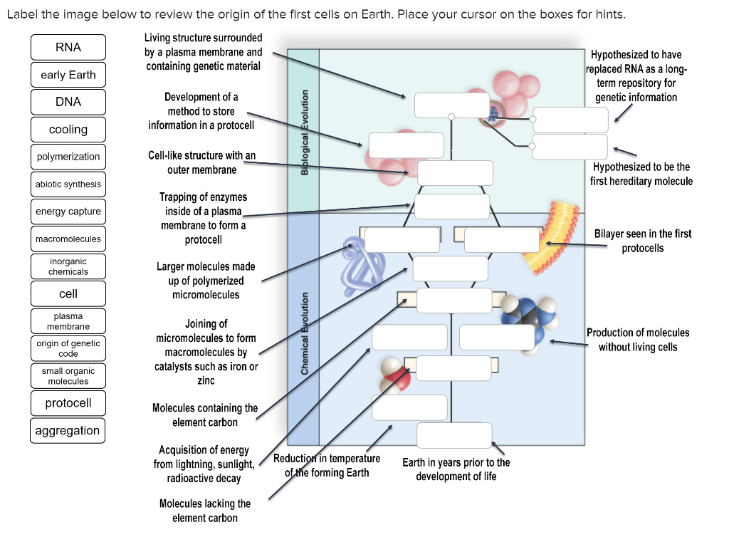 Solved Label the image below to review the origin of the