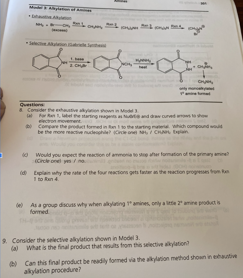 Solved Amines 301 Model 3 Alkylation of Amines • Exhaustive