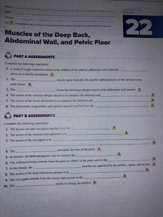 Solved Skeletal Muscle Anatomy Chegg Com