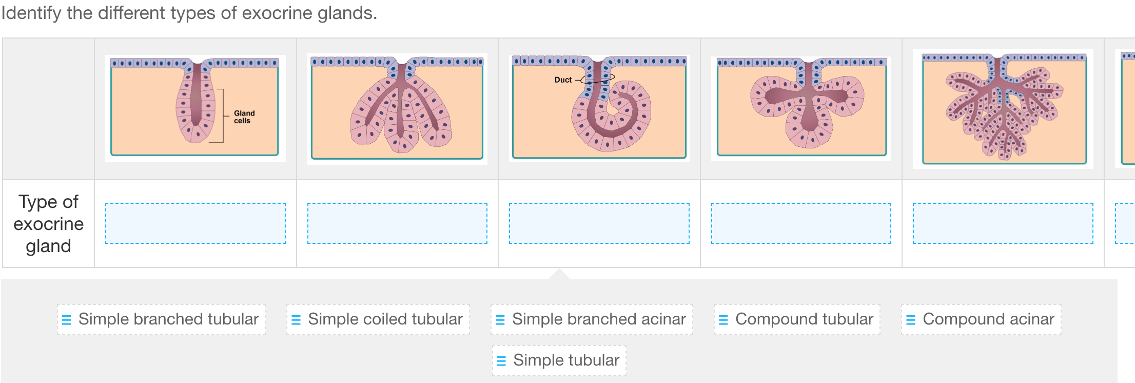 Solved Identify the different types of exocrine glands. | Chegg.com