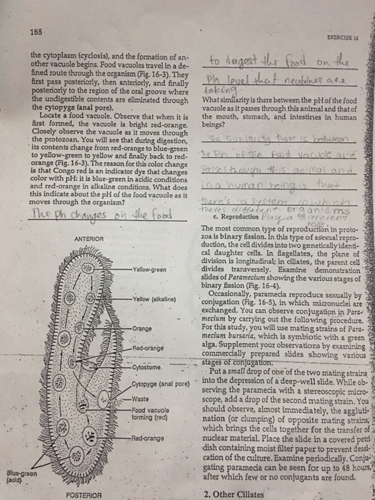 Solved 188 EXERCISE 1 the cytoplasm (cyclosis), and the | Chegg.com