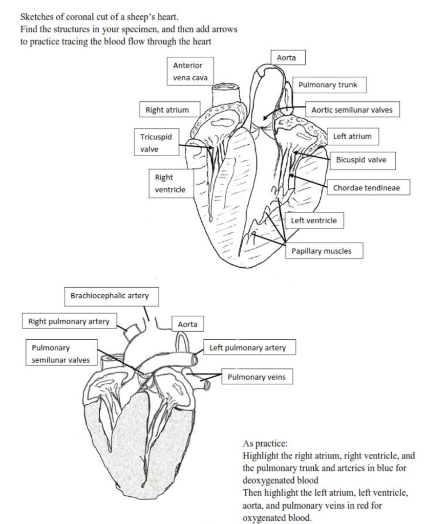 Solved Sketches of coronal cut of a sheep's heart. Find the | Chegg.com