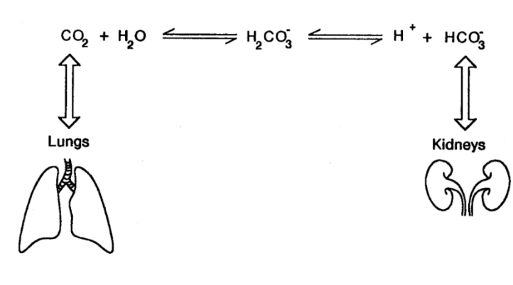 Solved explain this image for me | Chegg.com