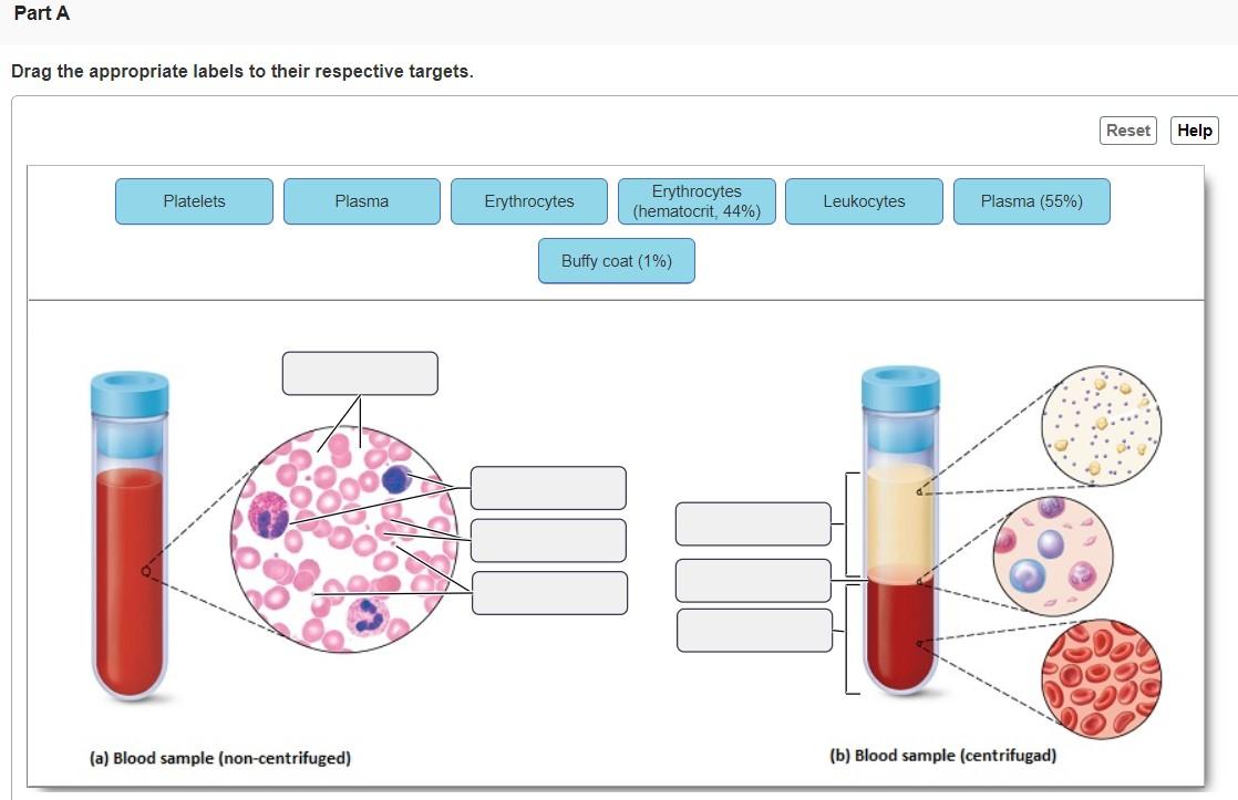 Solved Part A Drag the appropriate labels to their