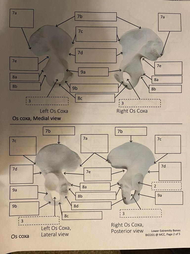 Solved 7a 7b 7a 7c 7d 7e 7e 9a 8a 8a 8b 9b 8b 8C 3 Right Os