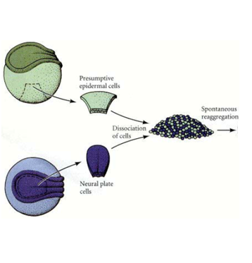 Solved 1. You carry out the cell aggregation experiment | Chegg.com