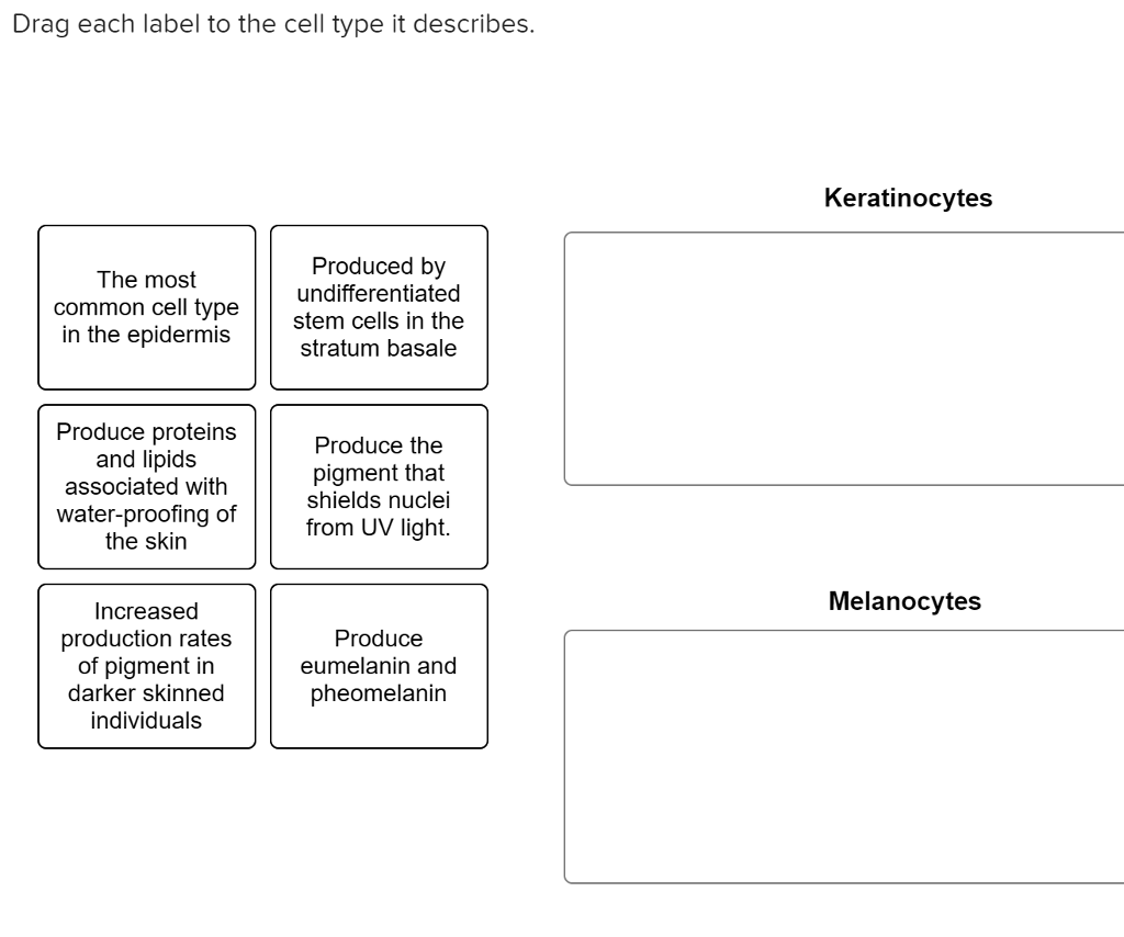 Solved Drag each label to the cell type it describes | Chegg.com