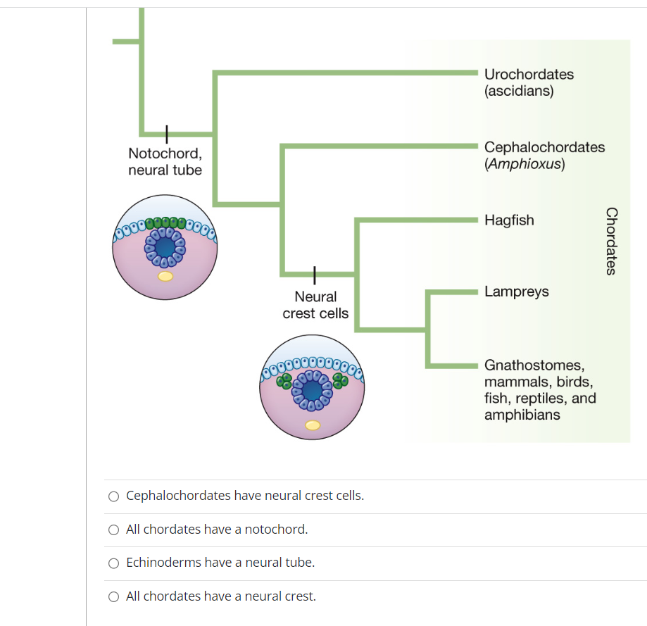 Cephalochordates have neural crest cells.
All chordates have a notochord.
Echinoderms have a neural tube.
All chordates have 