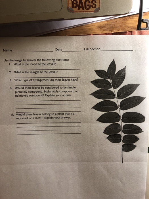 Solved Lab Section Date Name 10 Exercise 13 Homework: Roots, | Chegg.com