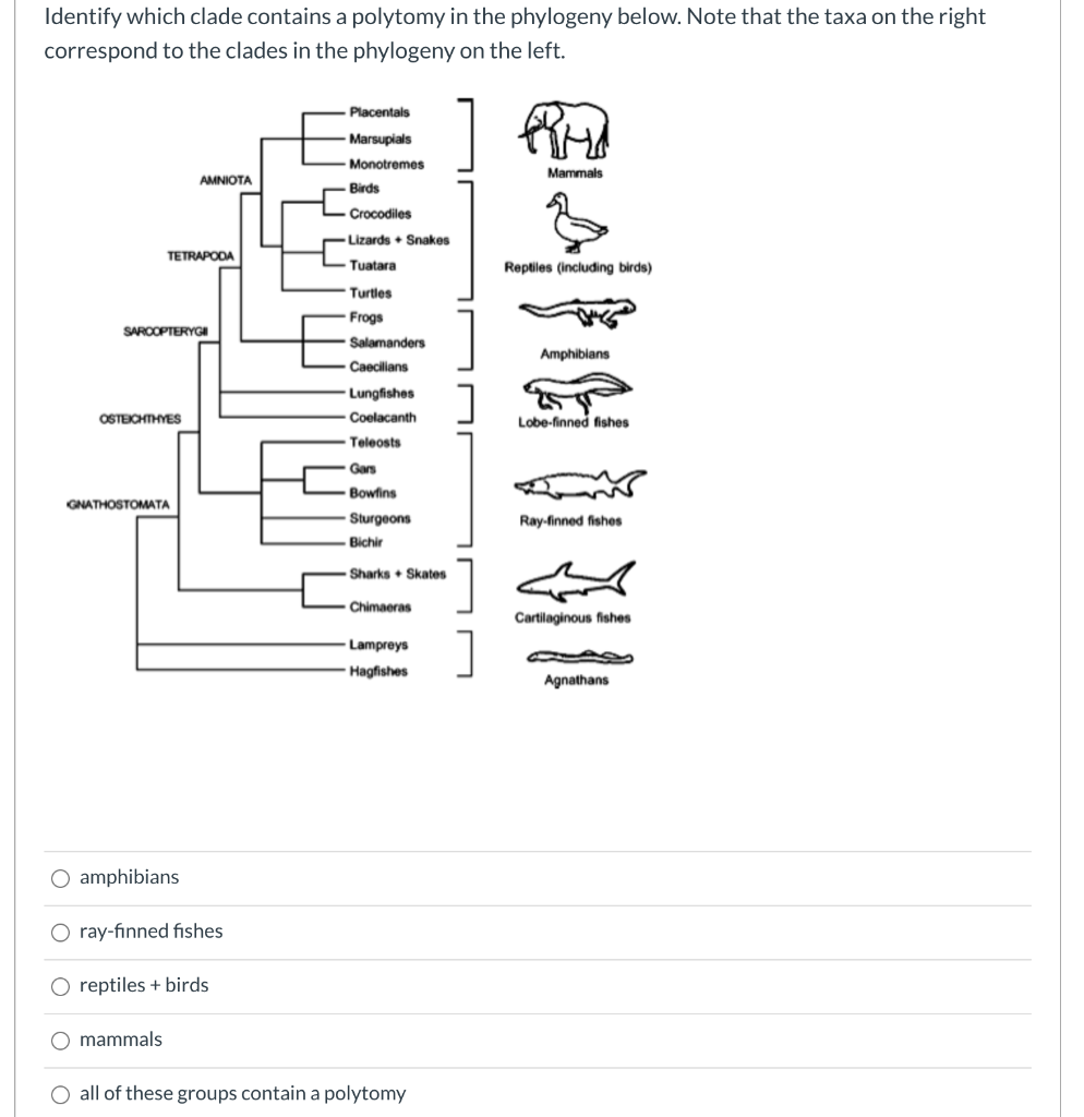 Solved Identify which clade contains a polytomy in the | Chegg.com