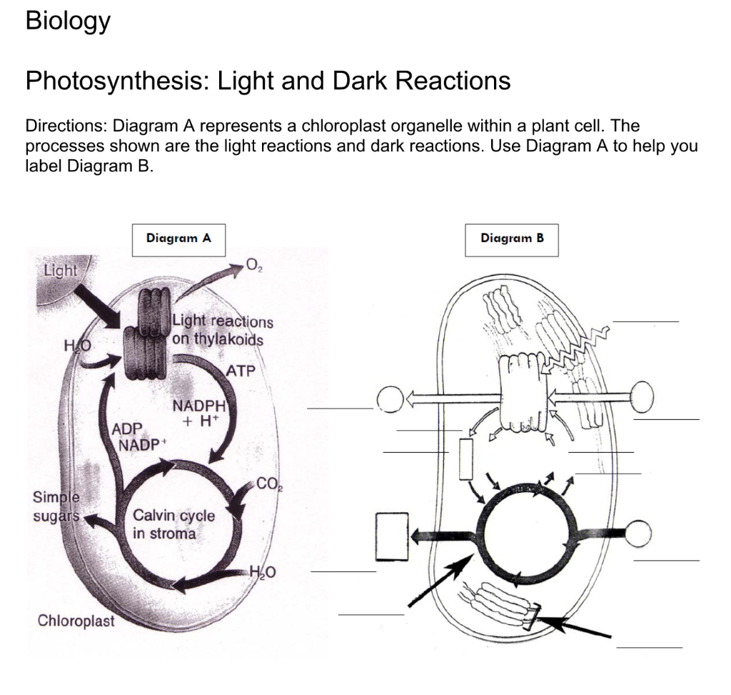 light reaction of photosynthesis biology