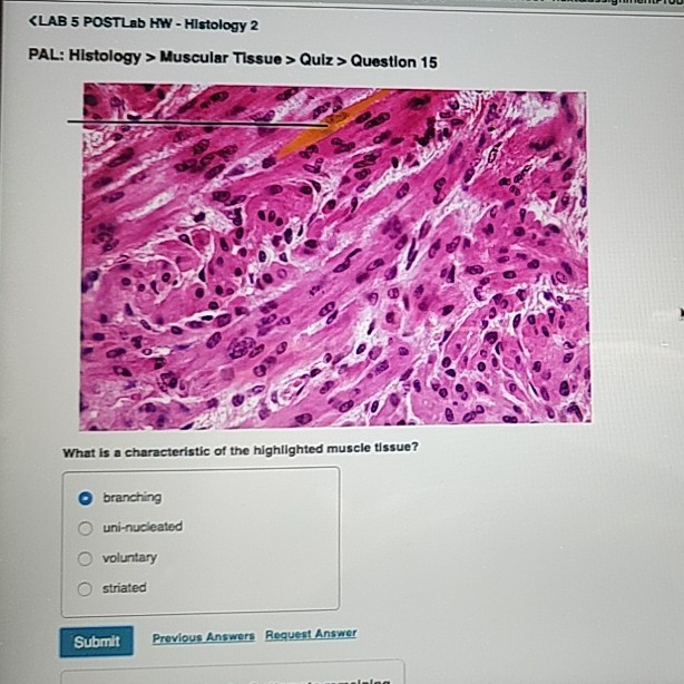 solved-klab-5-postlab-hw-histology-2-pal-histology-mus-chegg