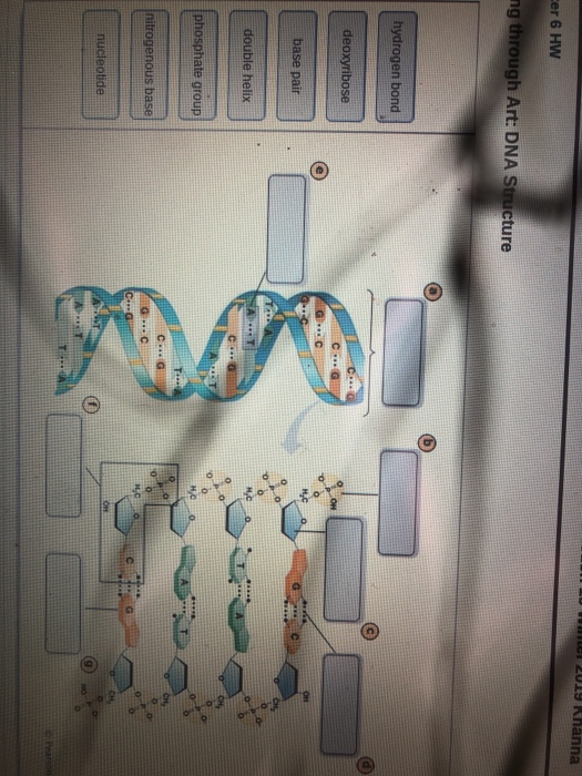 Solved er 6 HW g through Art: DNA Structure hydrogen bond | Chegg.com