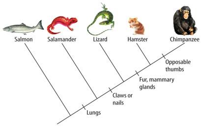 Solved Draw an evolutionary tree showing the relationships | Chegg.com