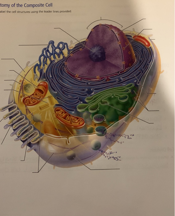 Solved Differences and Similarities in Cell Structure 3. | Chegg.com