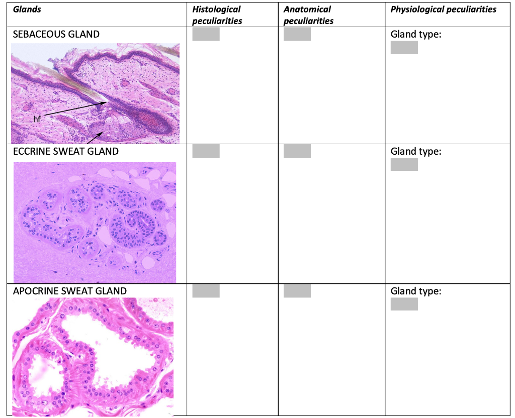 sebaceous glands histology