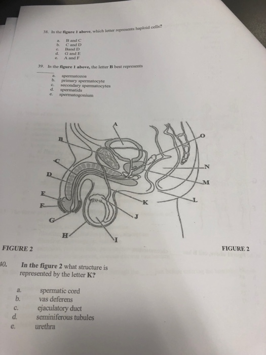 Solved 38 In The Figure I Above Which Letter Represents Chegg