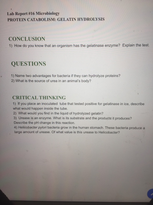 Solved Lab Report 16 Microbiology PROTEIN CATABOLISM