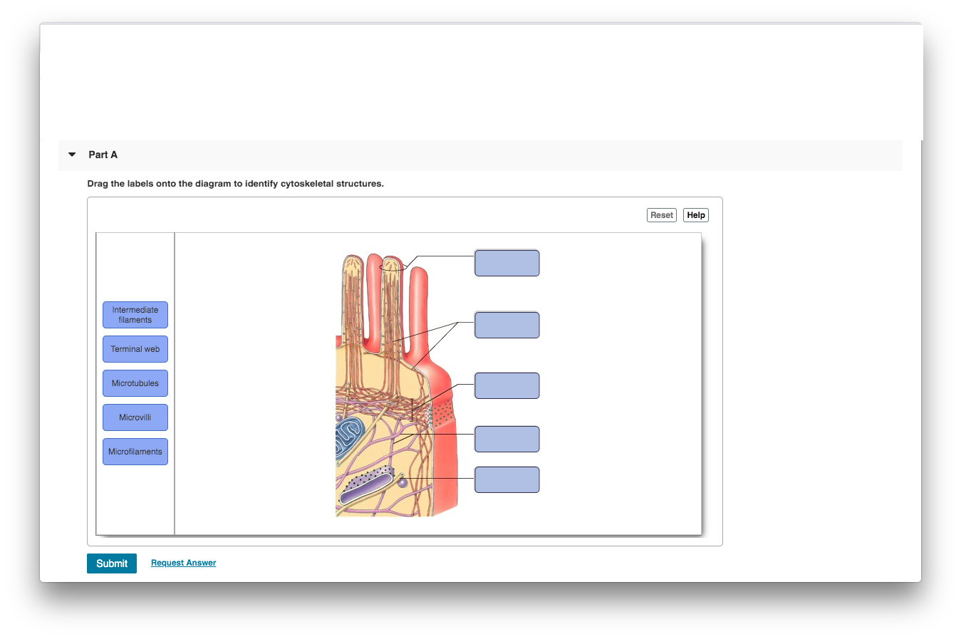 Drag The Labels Onto The Diagram To Identify Cytoskeletal Structures