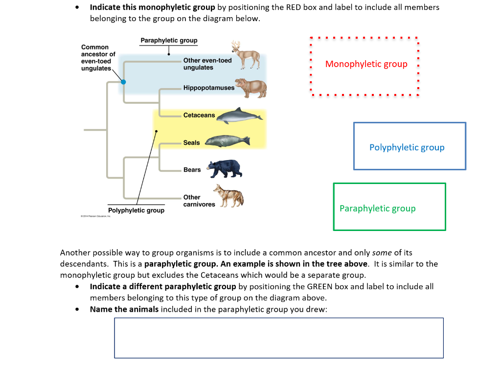 Solved . Indicate This Monophyletic Group By Positioning The 