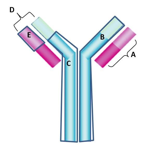 Solved 18. In the figure below, identify the region that | Chegg.com