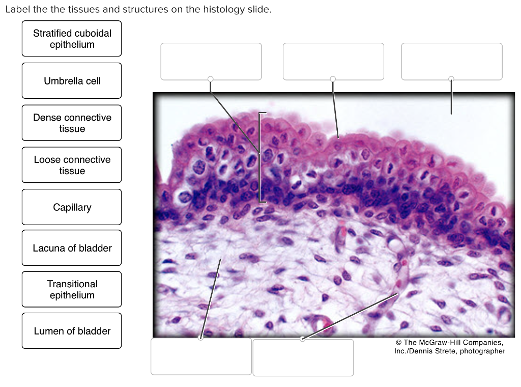 Lacuna Anatomy