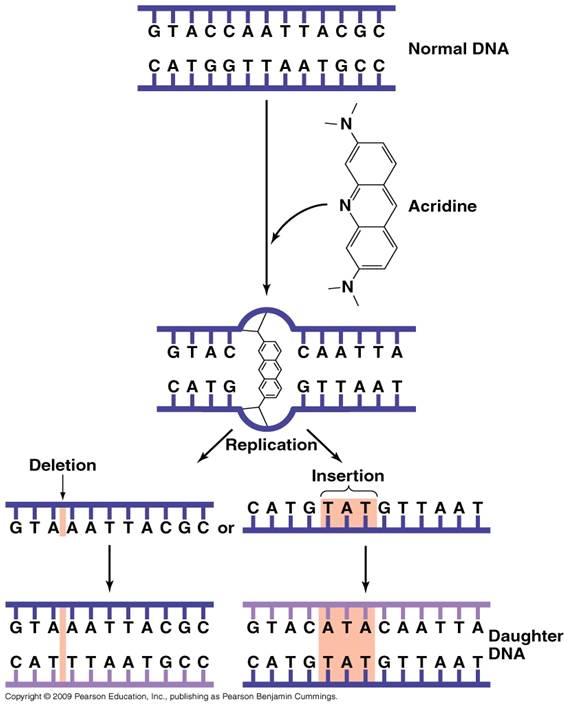 Gene Mutation Dna Repair And Homologous Recombination 12 Flashcards Chegg Com