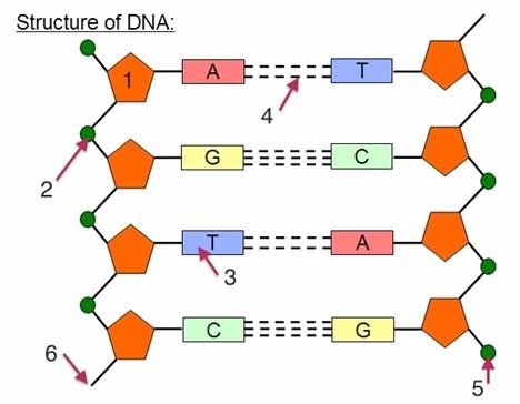 Solved The graphic below illustrates the DNA molecule. Match | Chegg.com