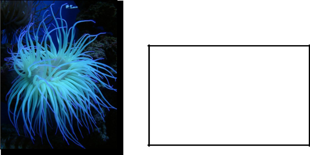 Solved Identify In Which Phylum Each Organism Belongs. Next | Chegg.com