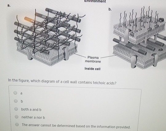 Solved Environment a. b. Plasma membrane Inside cell In the | Chegg.com