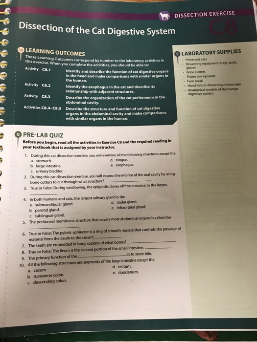 Solved . DISSECTION EXERCISE Dissection of the Cat Digestive