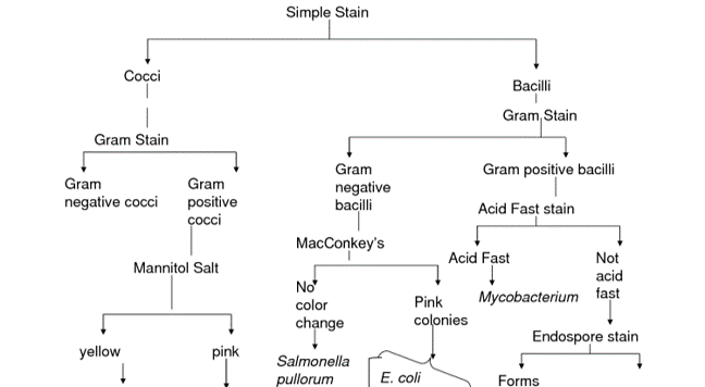 Gram Positive Bacillus Identification Chart