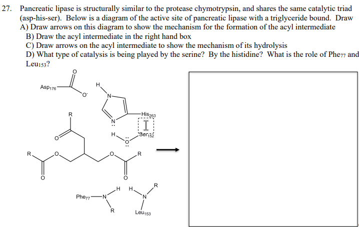 Solved 27. Pancreatic lipase is structurally similar to the | Chegg.com