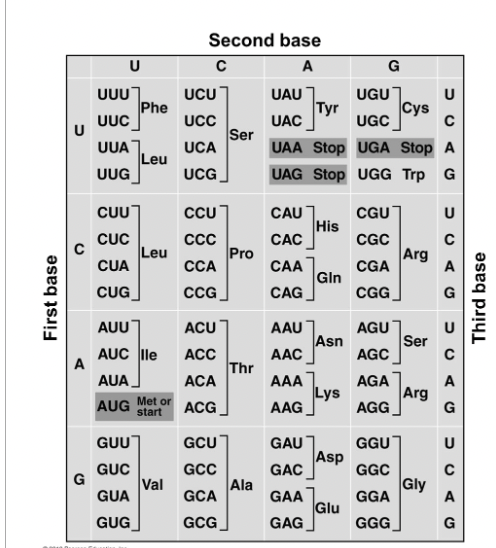 Solved Using the genetic code above, what protein sequence | Chegg.com