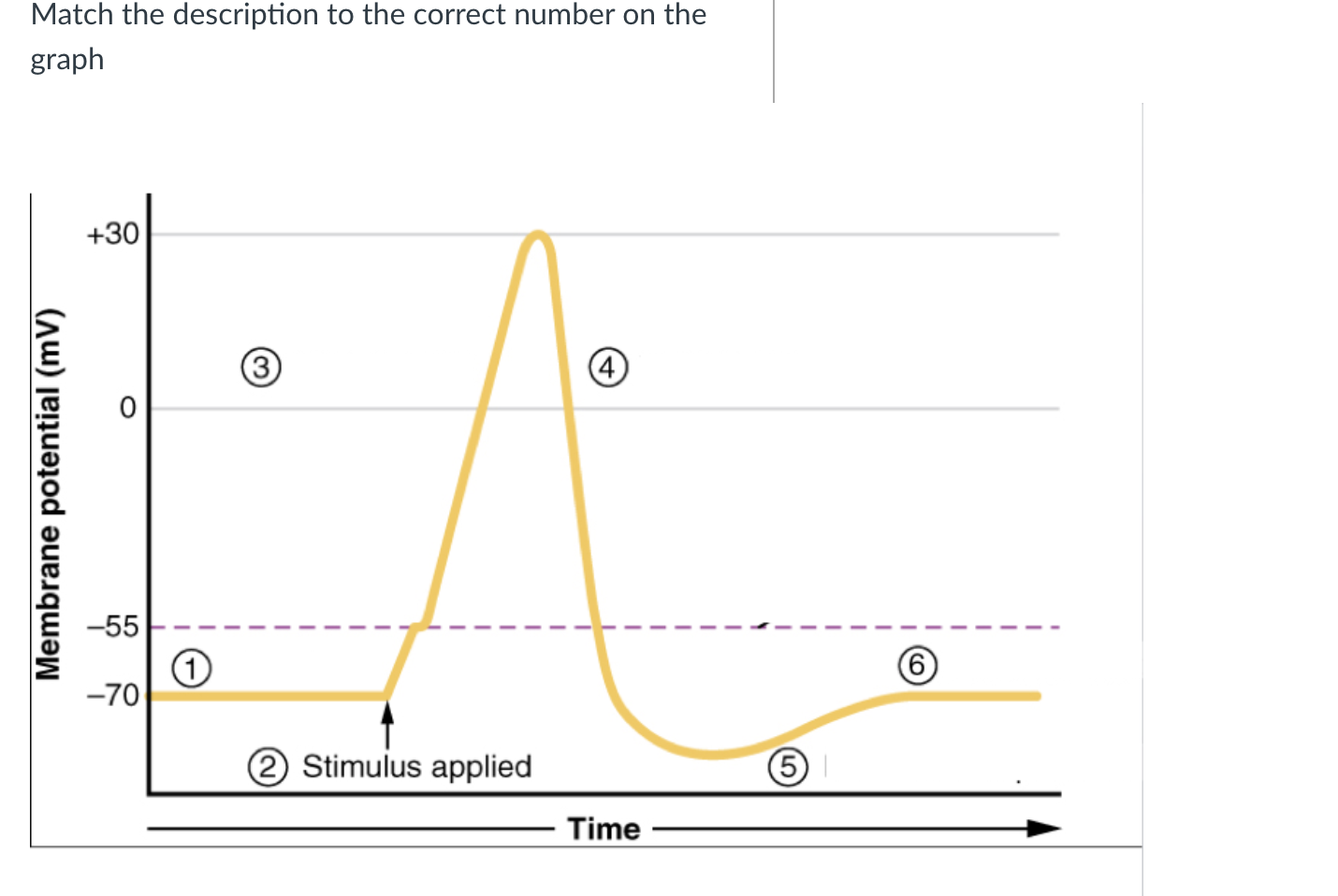 Solved sodium channels open. some k+ channels remain open, | Chegg.com