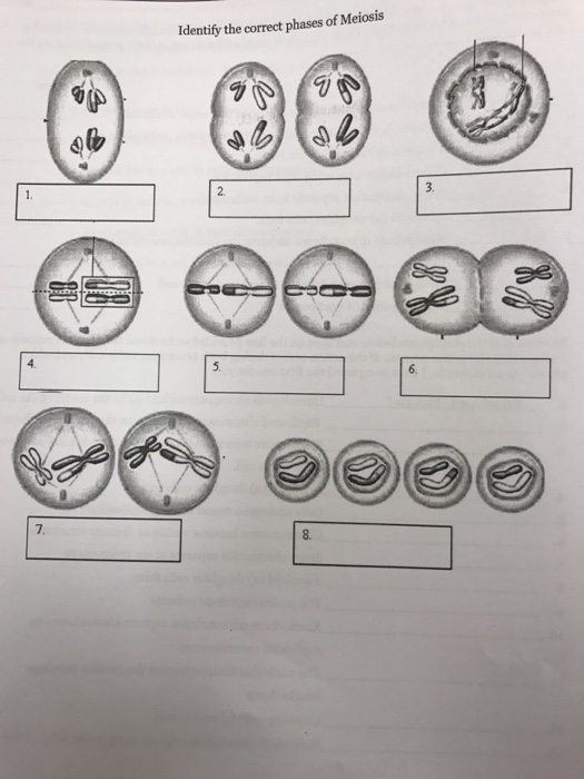 Solved MEIOSIS POST-LAB DISCUSSION 1. What two events occur | Chegg.com