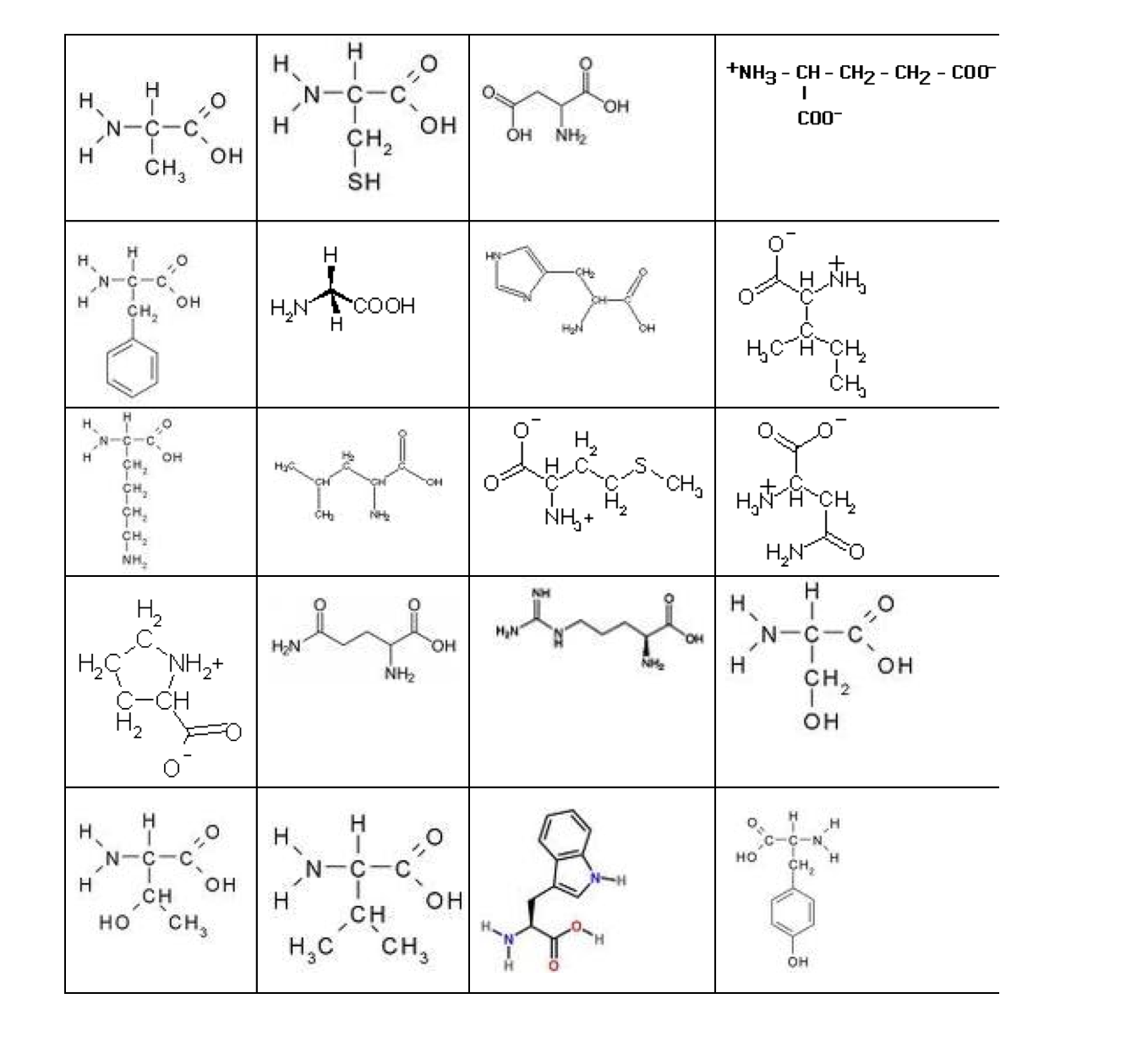 Solved What is the name of each of the 20 amino acids and | Chegg.com