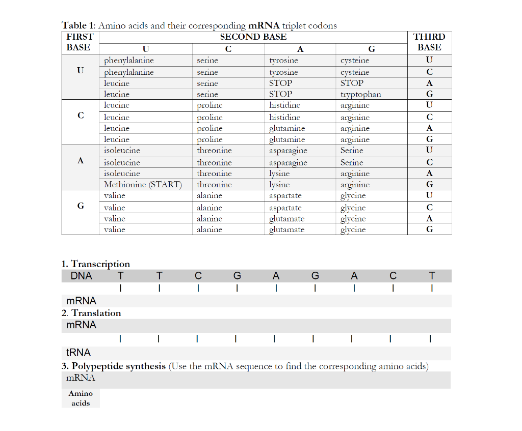 3. Polypeptide synthesis (Use the mRNA sequence to find the corresponding amino acids) \( \mathrm{mR} N \mathrm{~A} \)
Amino