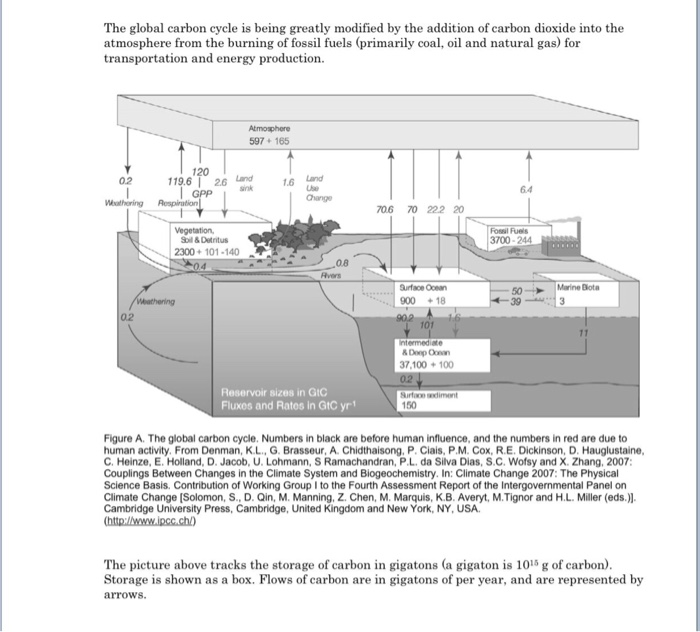 Solved The global carbon cycle is being greatly modified by | Chegg.com
