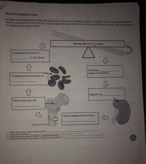 Blood Feedback Loop Worksheet Answer Key