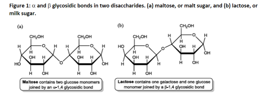 Solved Consider the disaccharides in Figure 1. Would any of | Chegg.com