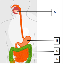 Solved 1. Examine The Digestive System Structures In The | Chegg.com