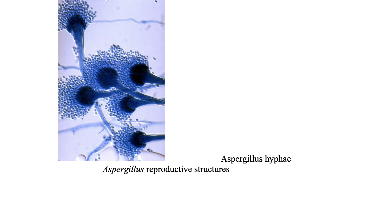 penicillium aspergillus group spores
