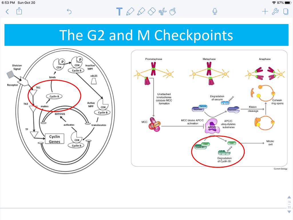 Solved 1. Using the diagrams above, what spurs mitotic entry Biology Diagrams