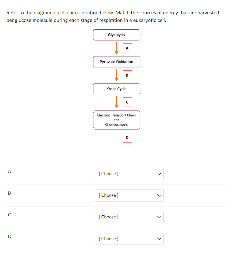 Solved Refer to the diagram of cellular respiration below. | Chegg.com