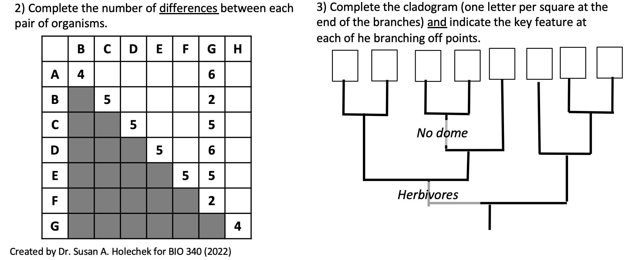 2) Complete the number of differences between each
pair of organisms.
A 4
B
C
D
E
F
BCDEFG
5
5
GH
6
2
5
6
5 5
2
5
Created by 