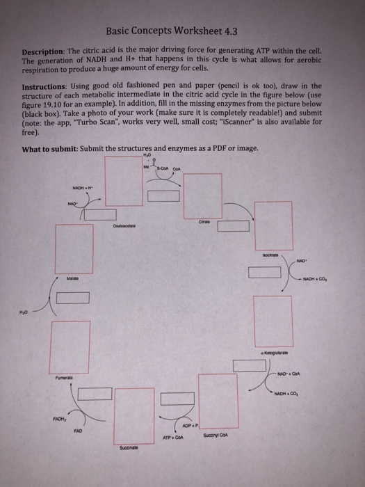 Solved: Basic Concepts Worksheet 4.3 Description: The Citr... | Chegg.com