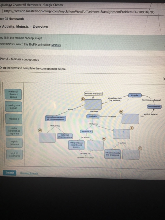 Can You Fill In The Meiosis Concept Map Maping Resources